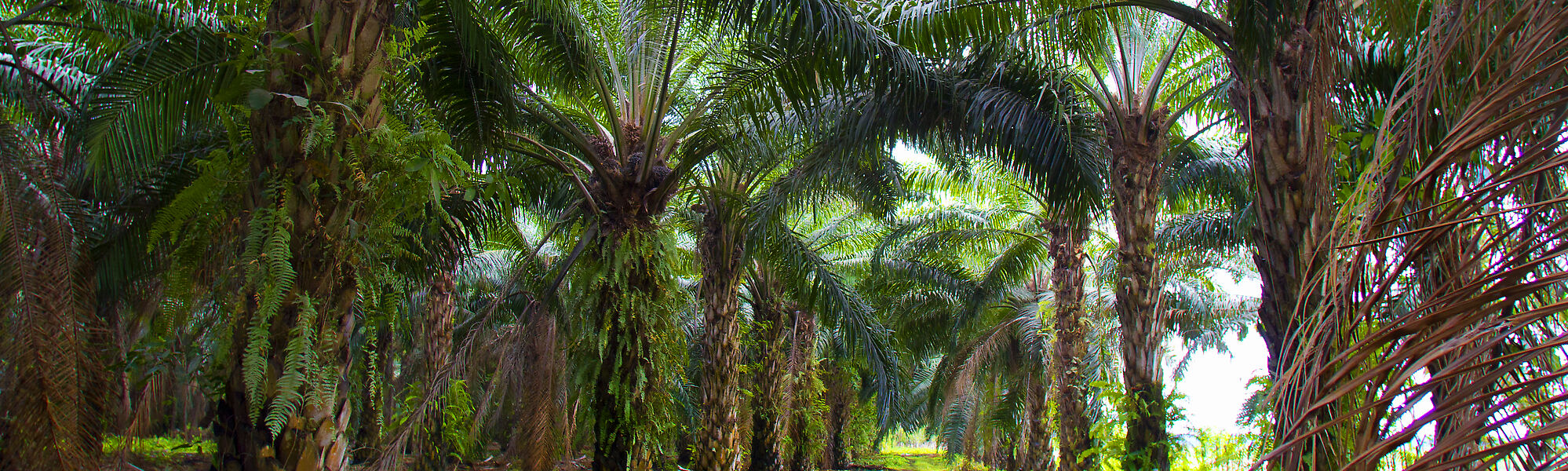 En el sitio de viveros de árboles de palma de aceite utiliza el riego por  goteo para regar las plantas en macetas. La Sindora Plantación de aceite de  palma Fotografía de stock 