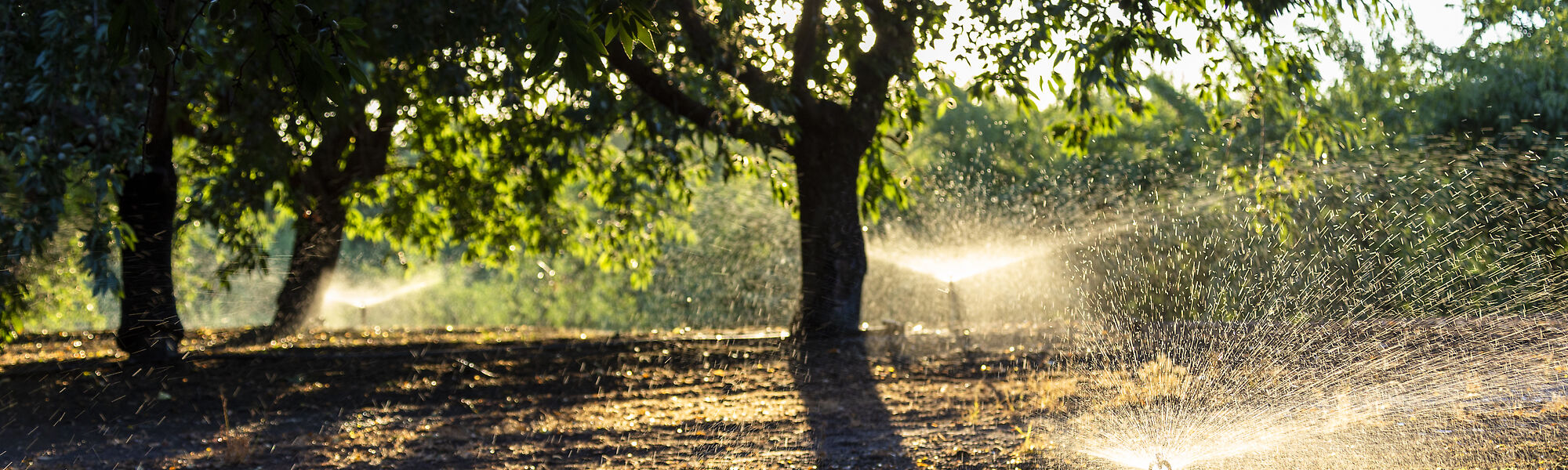 Nelson almond orchard sprinkler irrigation system in California
