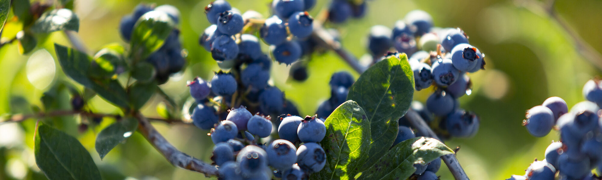 Blueberries irrigated with The Rotator® line of Nelson Irrigation sprinklers 
