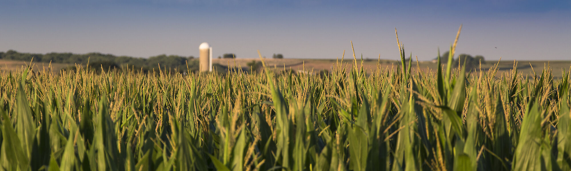 Nelson corn sprinkler irrigation system for farms