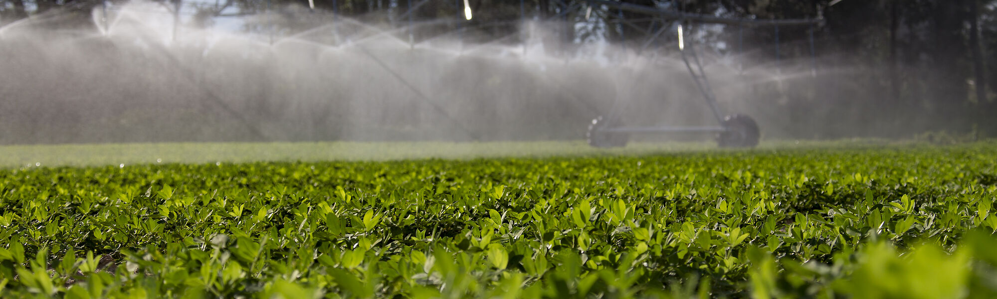Nelson peanut sprinkler irrigation system for farms