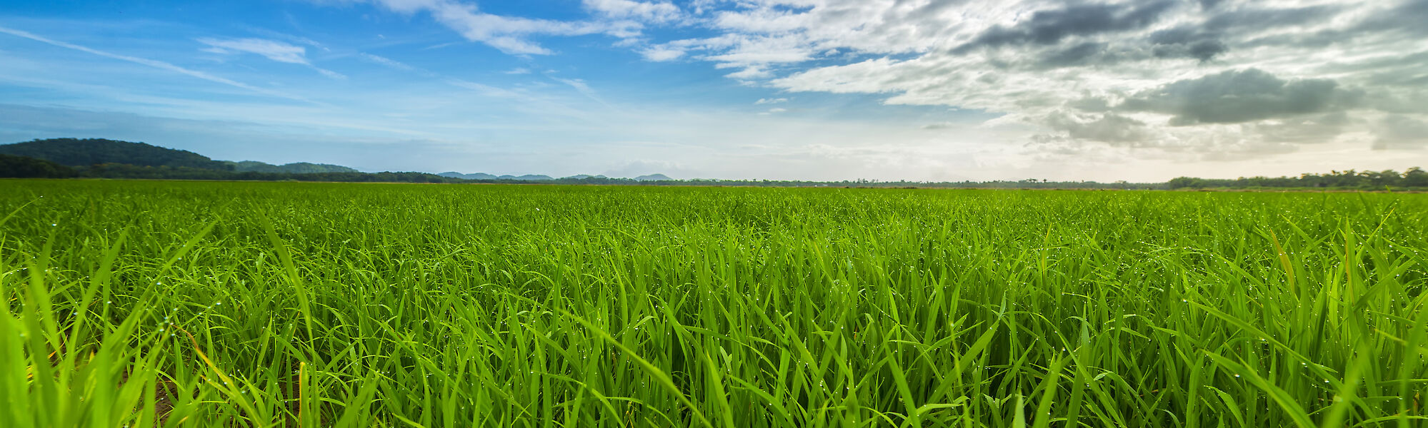 Nelson rice sprinkler irrigation system for farms