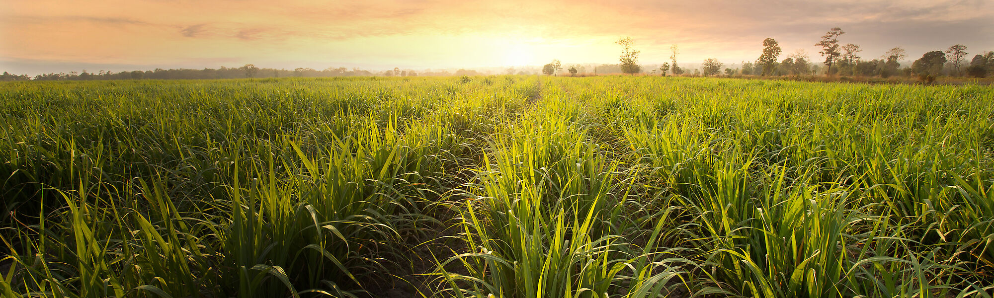 Nelson sugarcane sprinkler irrigation system for farms