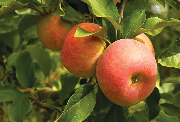 O resfriamento pode realçar a cor das maçãs.