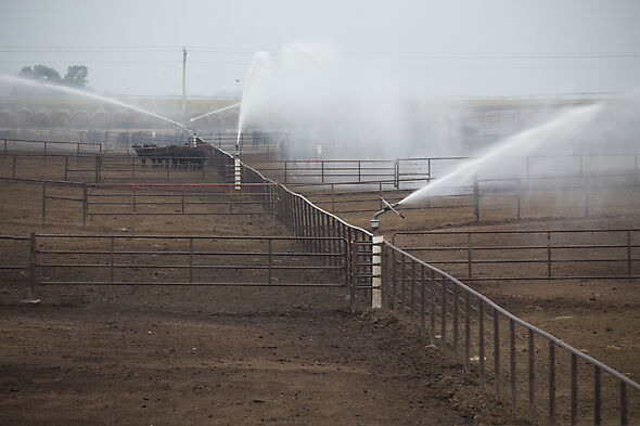 Automated solid set Big Gun Sprinklers maintain optimal feedlot conditions.    