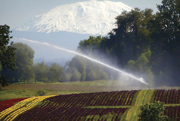 Big Gun® Sprinkler irrigating nursery stock with Mt. Hood in the background. 