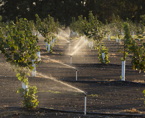R10T Rotator® Sprinkler irrigating hazelnuts in the Willamette Valley, Oregon.