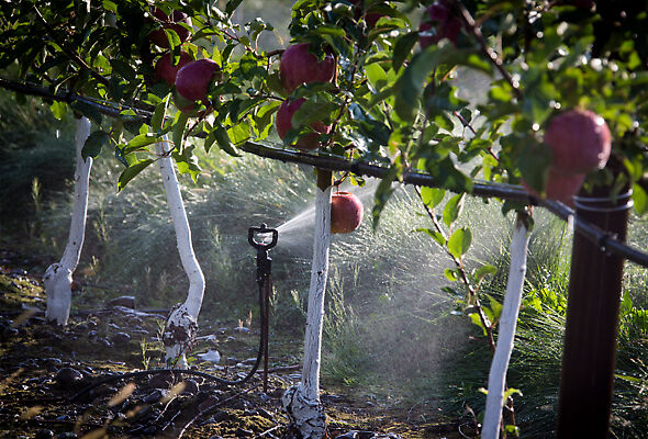 The R10 Rotator® irrigating apples in Oregon. 