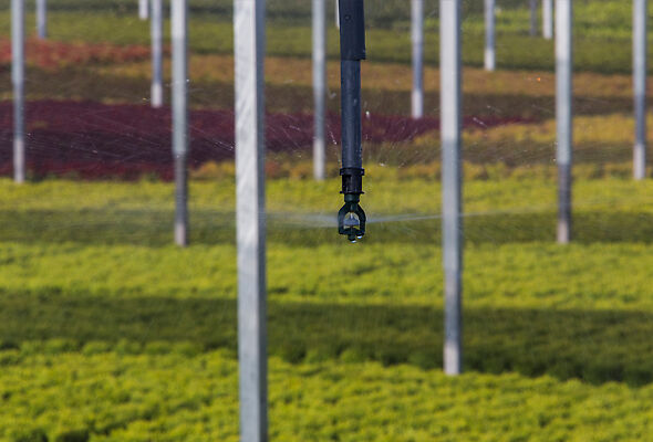 Nelson Irrigation's inverted S10 Spinner irrigates container grown plants in a Willamette Valley nursery. 