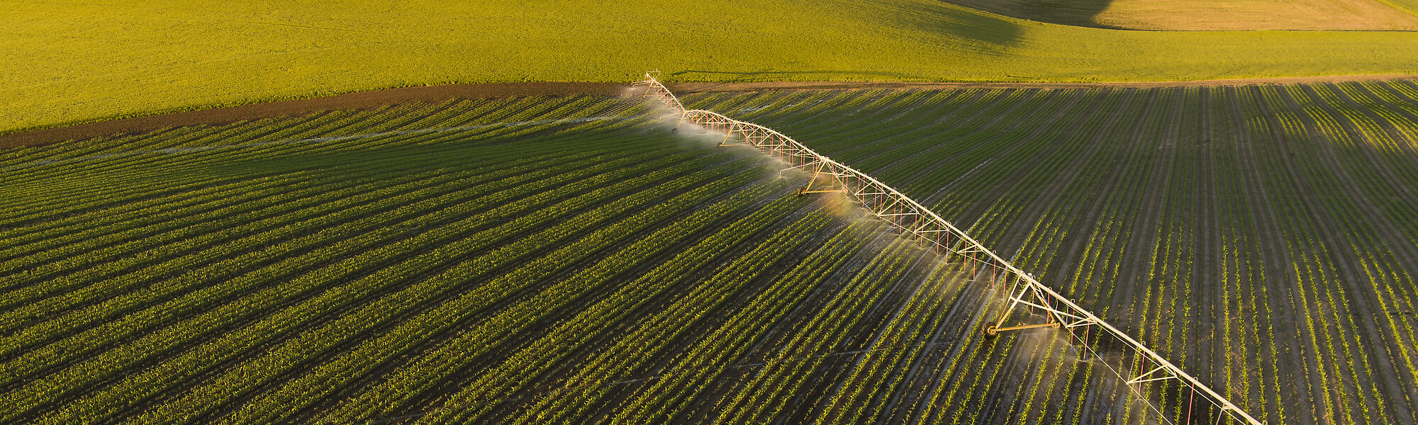 Center pivot with Nelson sprinklers irrigating corn