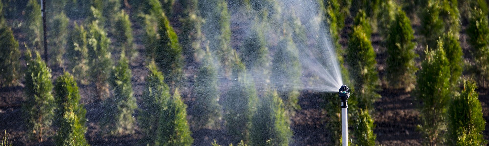 Nelson's R2000WF Rotator sprinklers are a great choice for irrigating field grown nursery stock such as arborvitae. 