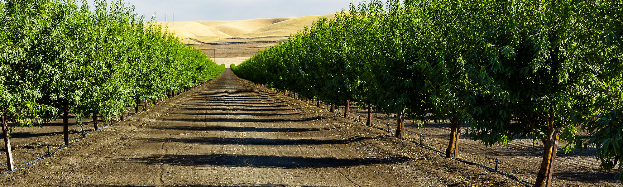 The Nelson S7 Spinner sprinkler providing wide coverage irrigation solution for a  California Almond orchard
