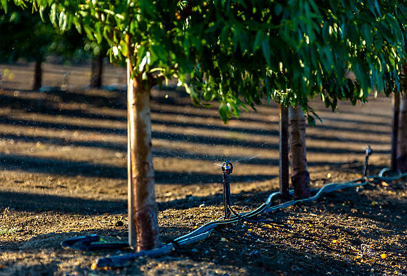 Разбрызгиватель S7 Spinner орошает ореховые деревья в Калифорнии.