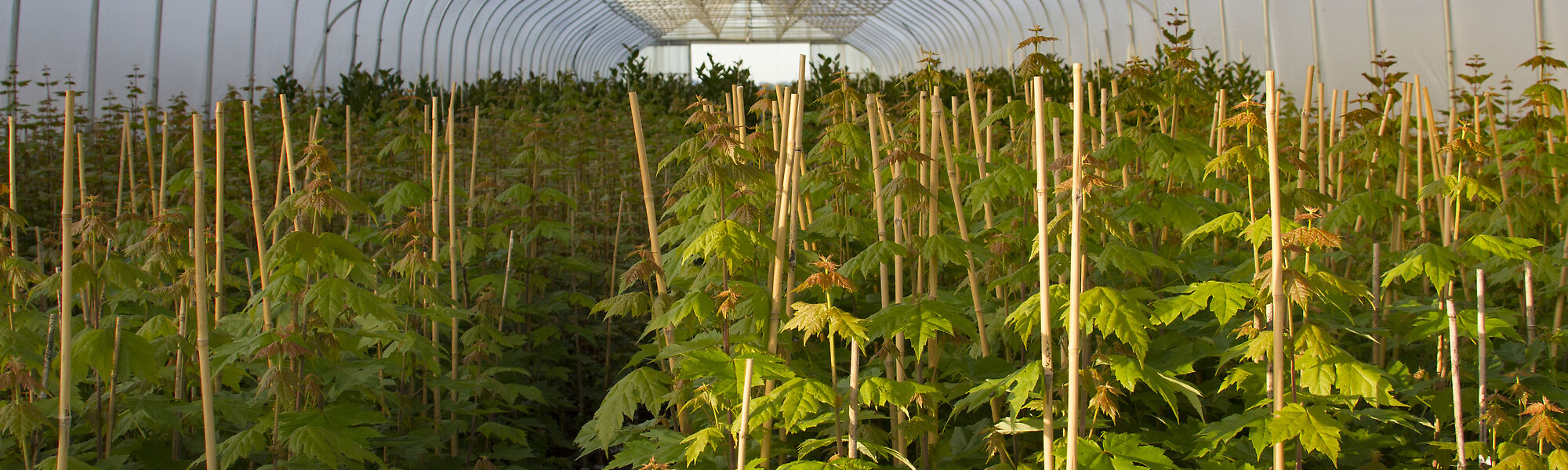 Nelson offers a number of overhead irrigation solutions for greenhouse irrigation. 
