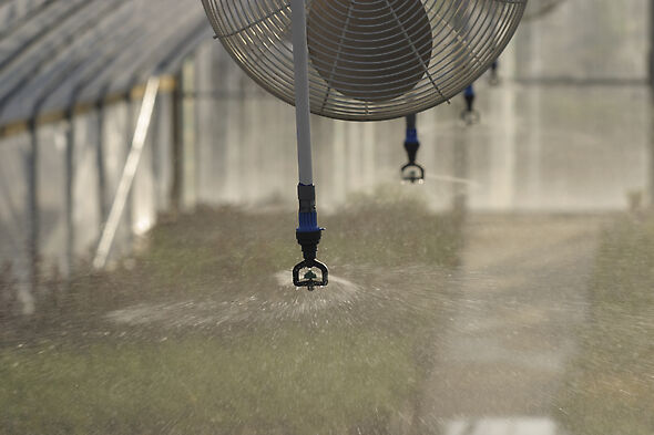 Nelson Irrigation's inverted S10 Spinners irrigating nursery stock in a hoop house in Walla Walla, Washington. 