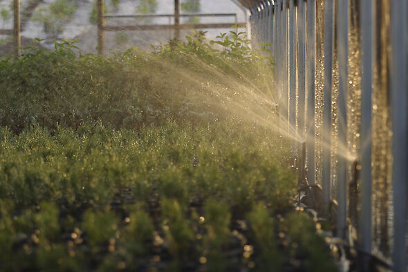 Der MP Rotator® ist eine tolle Sektoroption zur Bewässerung des Randes von Hochtunneln.