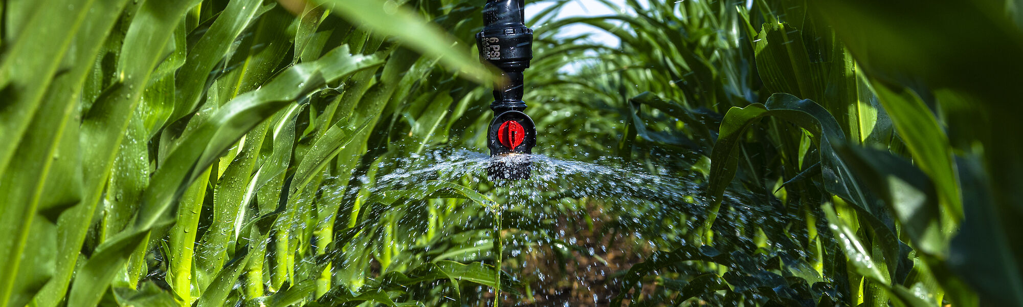 Low energy precision irrigation application system with the Nelson D3030 sprinkler