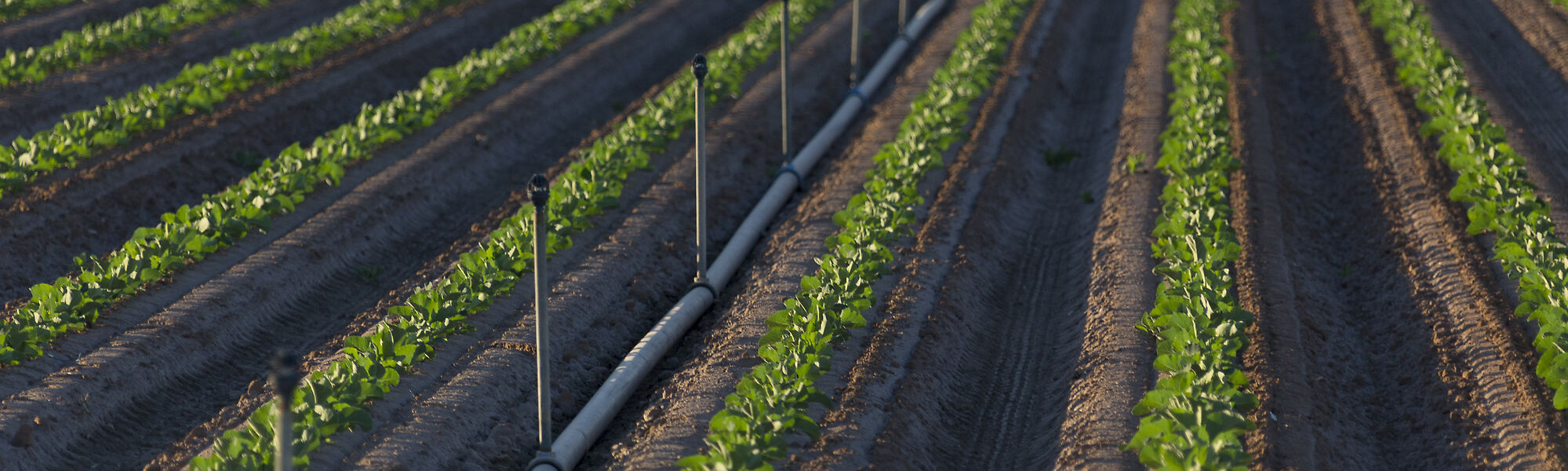 Irrigating vegetable row crops in Imperial Valley California with the Nelson Windfighter sprinklers